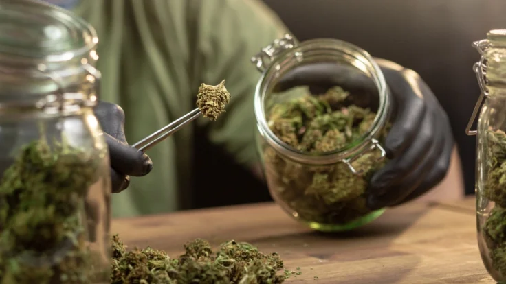 Selecting buds from a jar with tongs