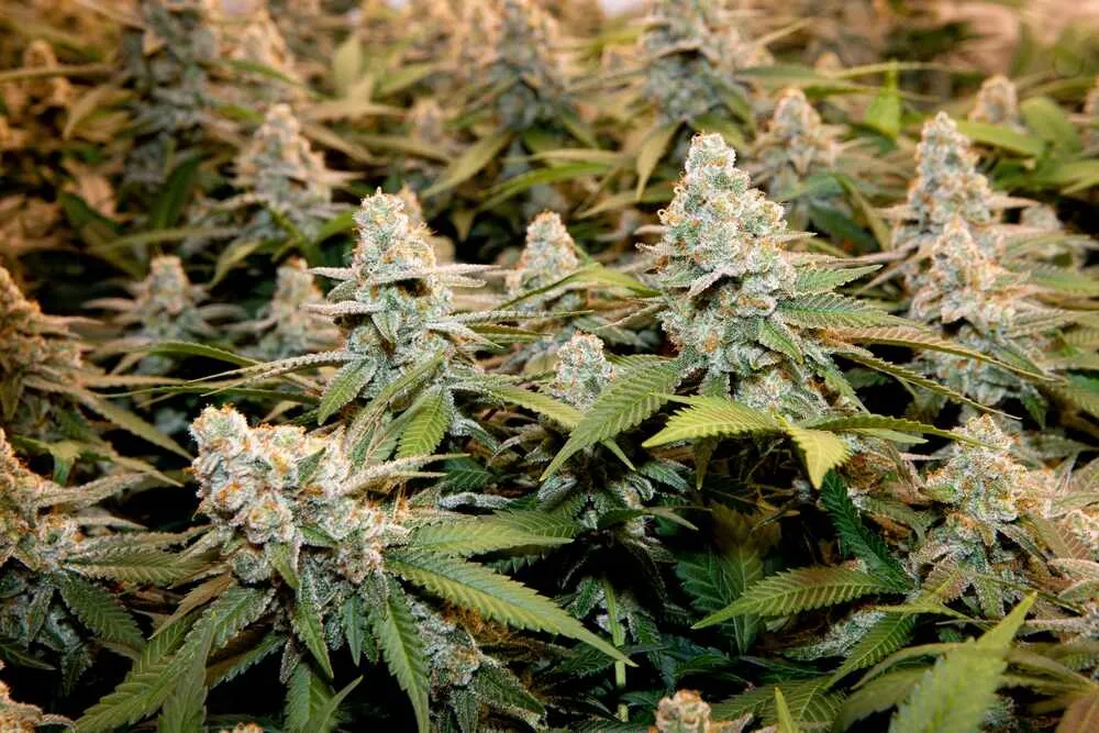 Autoflower tent with LED board